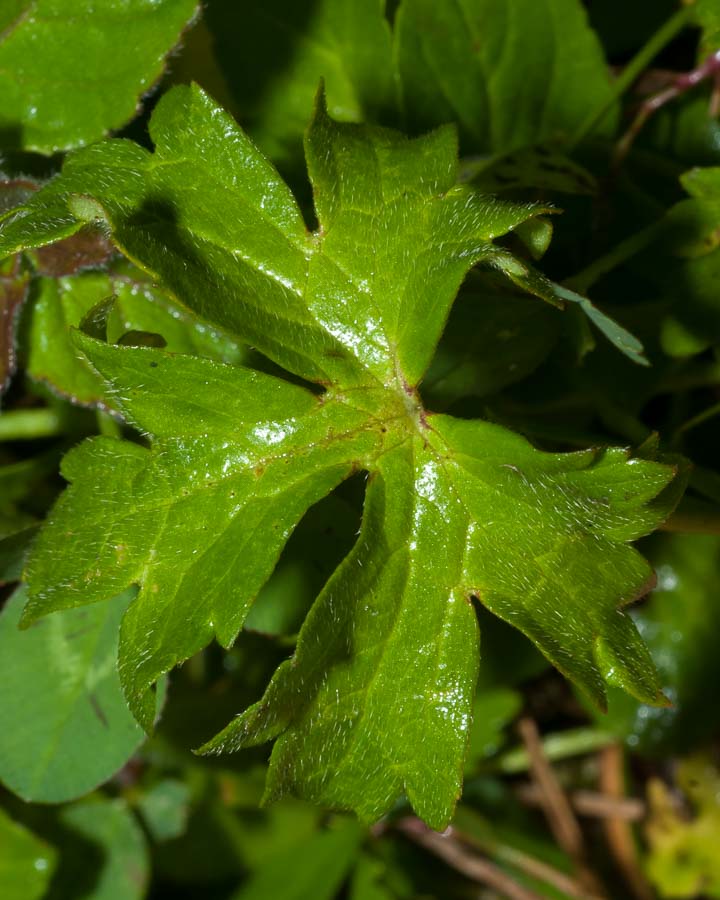 Ranunculus autunnale